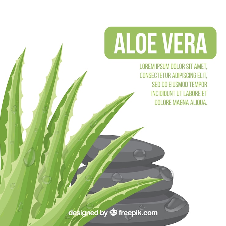 Aloe Vera; naturens mest allsidige legeplante ethvert hjem bør ha. Del 1