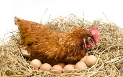 Egg er sunt..men bare dersom de verpes av høner som spiser giftfrimat og får bevege seg fritt.